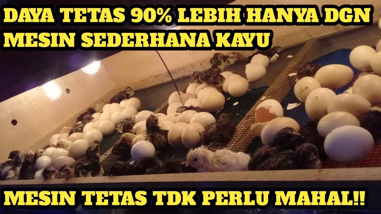 WAJIB TAU !! CARA MUDAH MENETASKAN TELUR DIATAS 90%