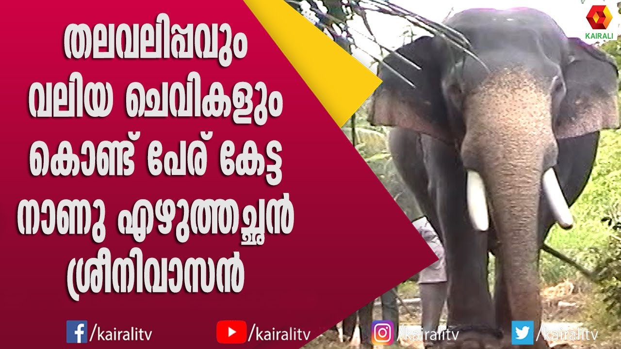 ആനകളിൽ പേരുകേട്ട  നാണു എഴുത്തച്ഛൻ ശ്രീനിവാസൻ | Nanu Ezhuthachan Sreenivasn | E for Elephant