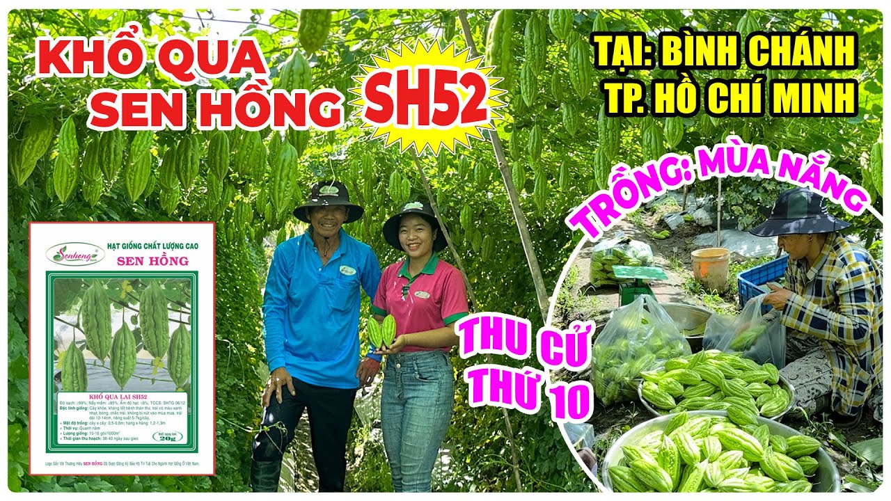 THĂM RUỘNG KHỔ QUA SEN HỒNG SH52 TRỒNG MÙA NẮNG, THU CỬ THỨ 10, TẠI : BÌNH CHÁNH TP. HỒ CHÍ MINH