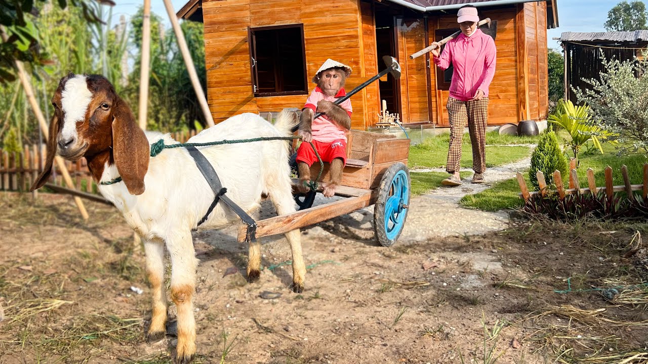 Super monkey smart! Cutis farmer take goat takes care of farm in special unbelievable way