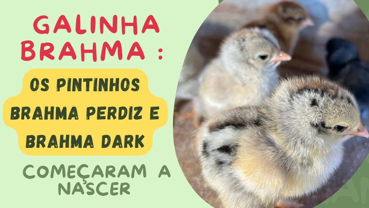 Galinha Brahma : Os pintinhos Brahma perdiz e dark começaram a nascer . #galinhabrahma #pintinhos