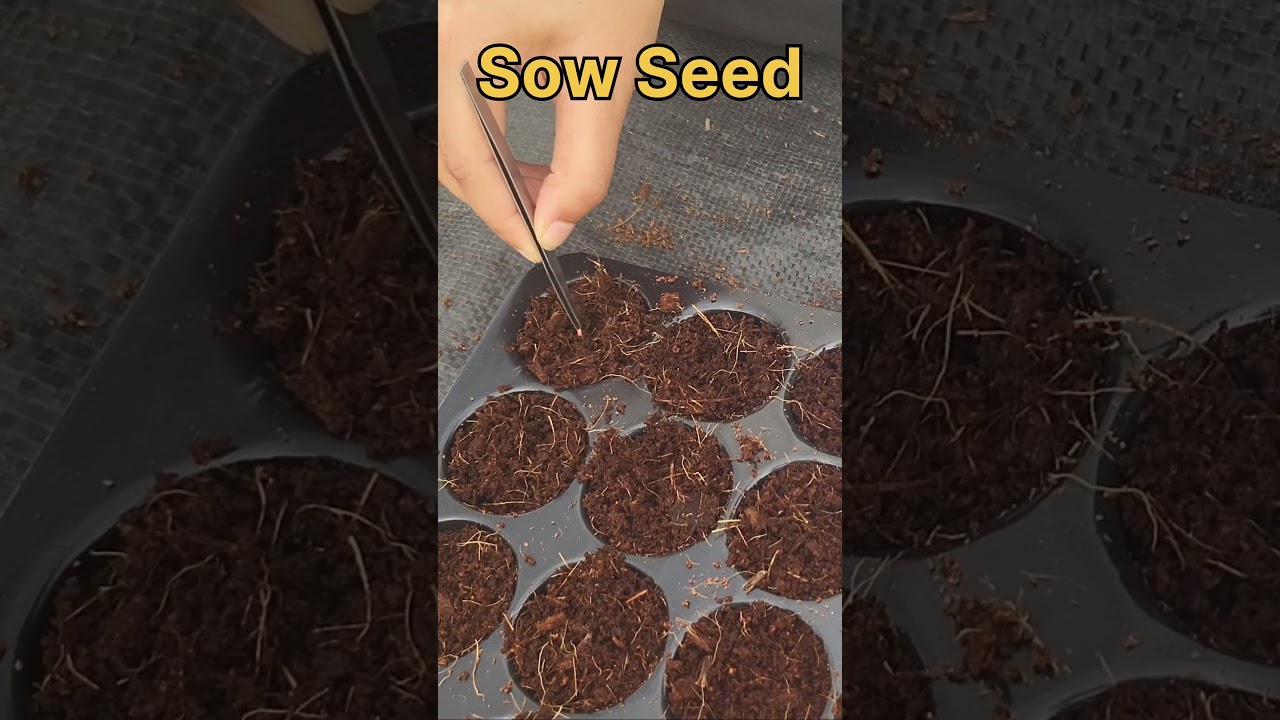 Sow seed in pro tray filled with cocopeat  #agriculture #hydroponicfarming #farming #soillessfarming