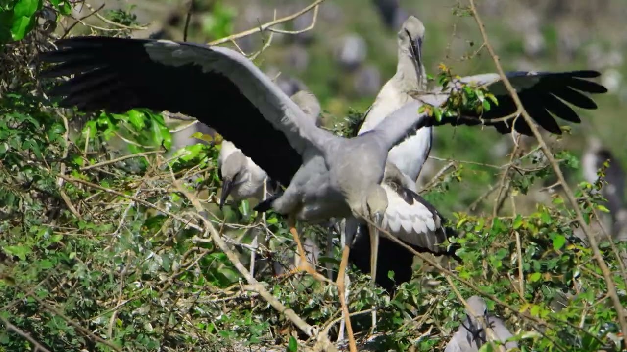 Freedom Of Bird Life Live In The Beautiful Forest and Peaceful Place  0065
