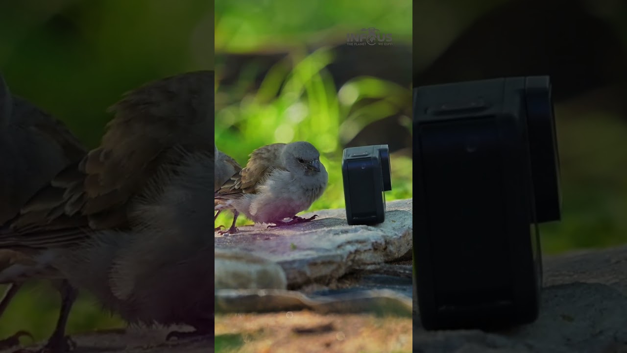 Curious Birds Meet the Camera: A Charming Wildlife Encounter! #shots #funny