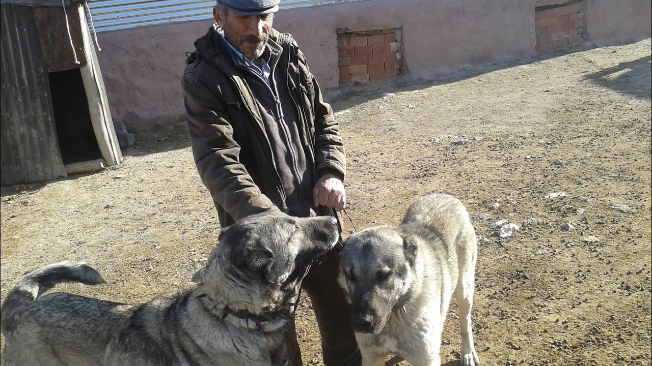 İBRAHİM AMCANIN SÜRÜSÜ DEVAM EDEN BAHRİ ÇİÇEĞİN KOYUNUNUN SOYU  KANGAL MANCILIK KÖYÜ
