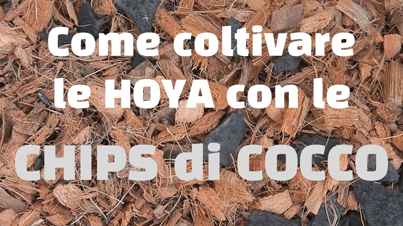 Come coltivare le hoya con le chips di cocco