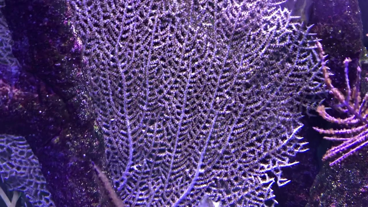 SEEPFERDCHEN AQUARIUM! Endlich fertig!?