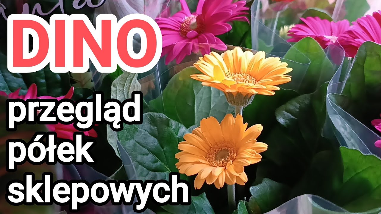 DINO / KWIATY, ART. SPOŻYWCZE I CHEMICZNE, PROMOCJE, HALLOWEENOWE GADŻETY 