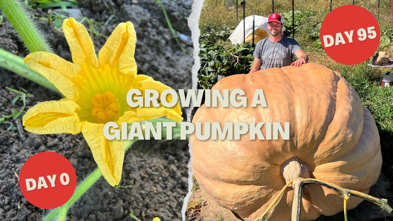 I Grew this Giant Pumpkin in Less Than 100 Days!