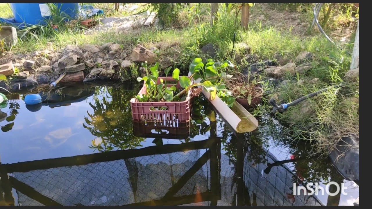 Como ter um lago com água limpa.