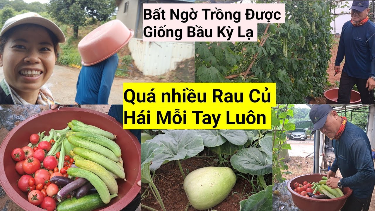 1115# Bất Ngờ Rẫy Quá Nhiều Rau Củ Rồi Biết Làm Sao Đây