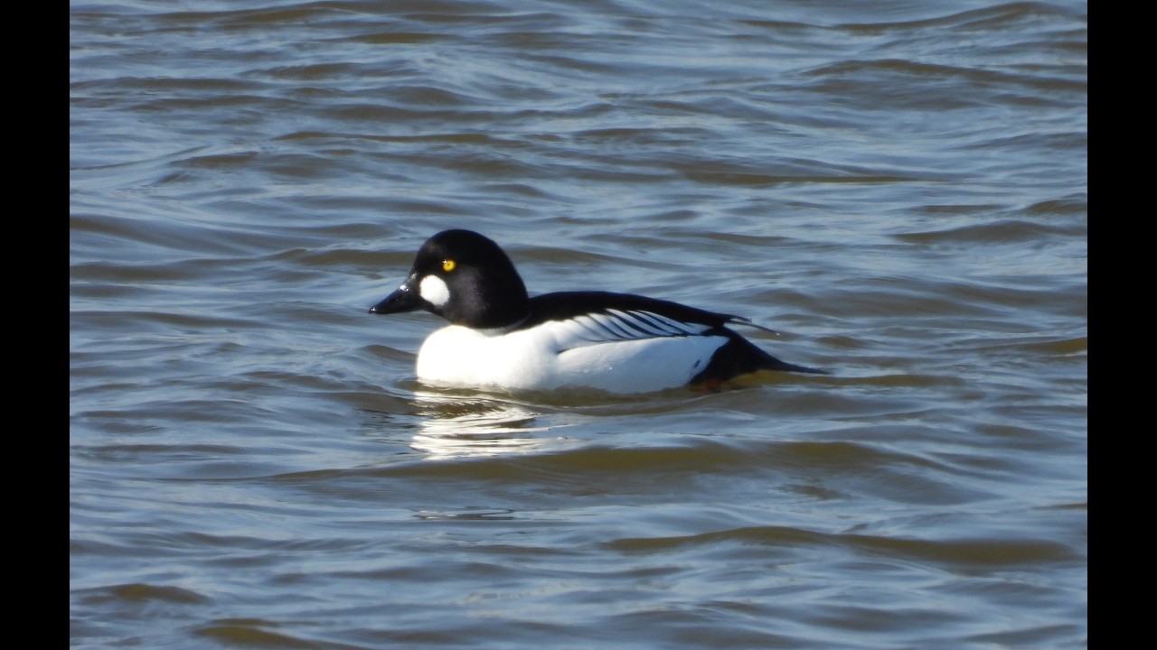 gągoły / goldeneyes
