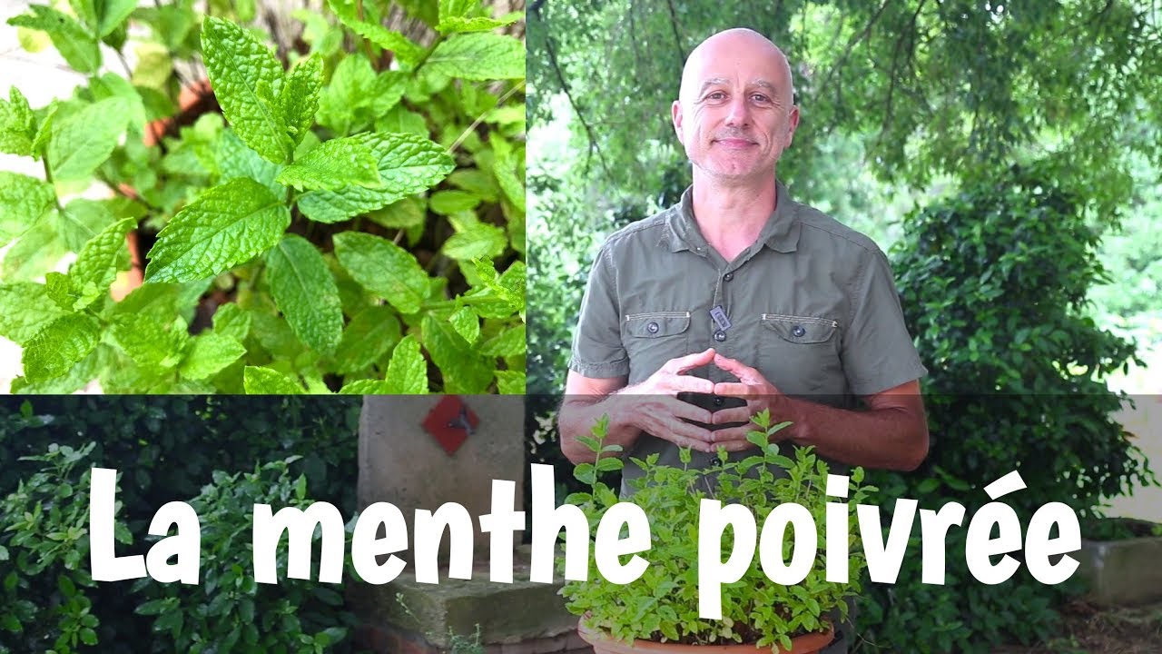 Menthe poivrée