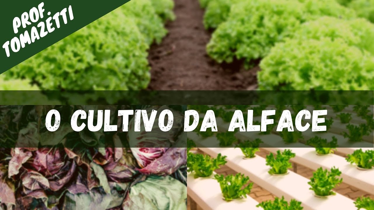 O cultivo da Alface | Olericultura