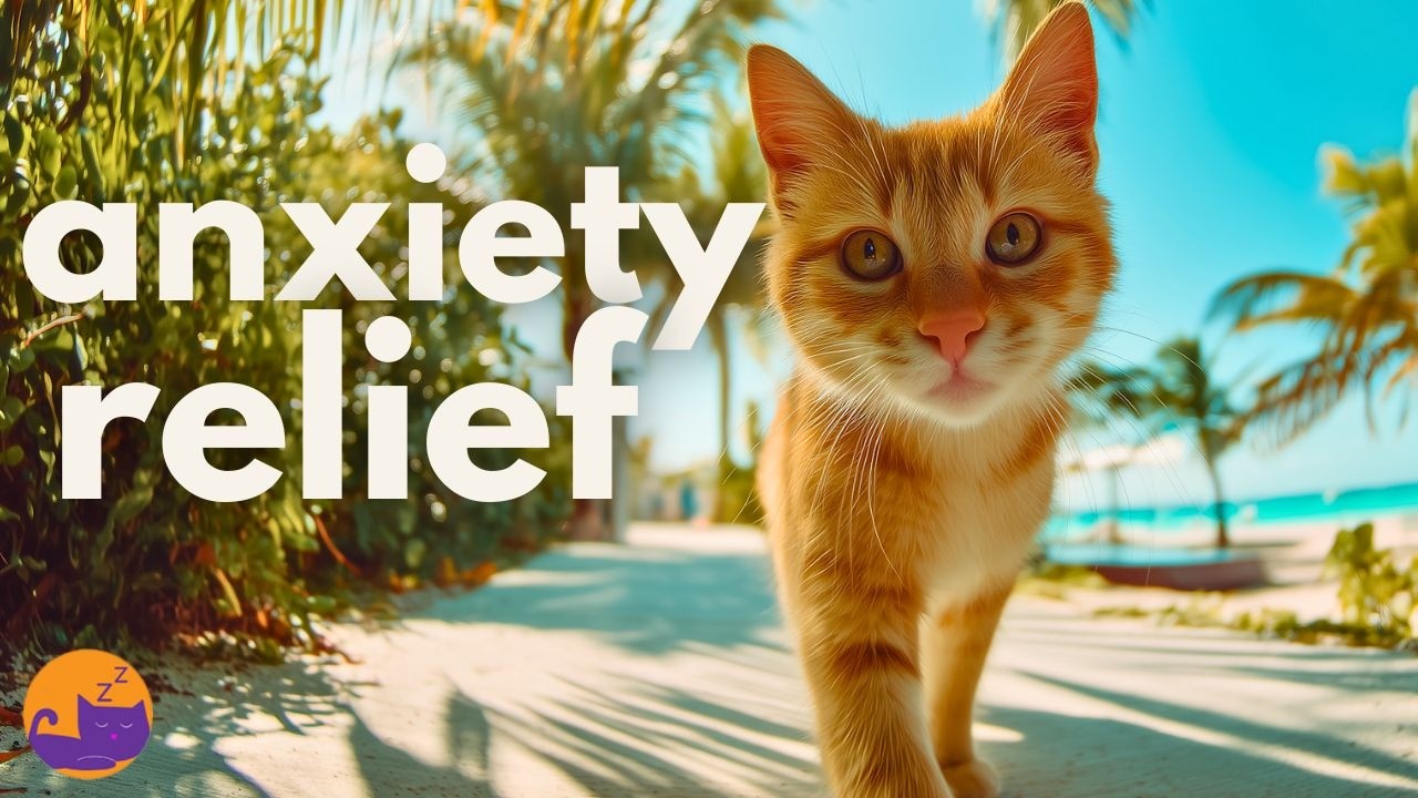 Home Alone Cat Music - Calming Relief Music for ALL Cats 🐱🏡