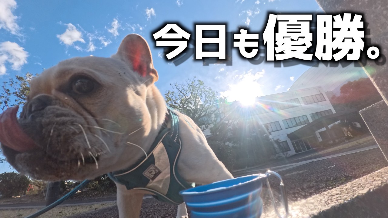 【公園散歩】遊びに付き合わされるフレブル🐶