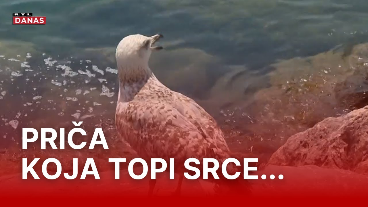 Jadran je ponovno učio letjeti! To je samo ptica? Ne, to je čudo prirode! | RTL Danas