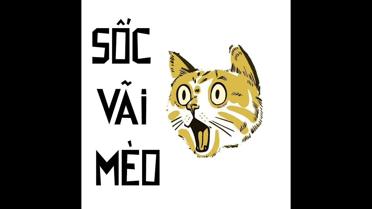 Những sự thật về loài mèo mà bạn chưa hề biết!!!