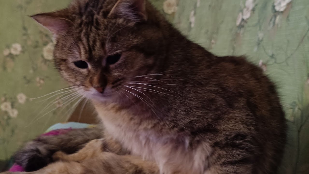 Kot_murrkot🐾 в прямом эфире! #stream #cat 