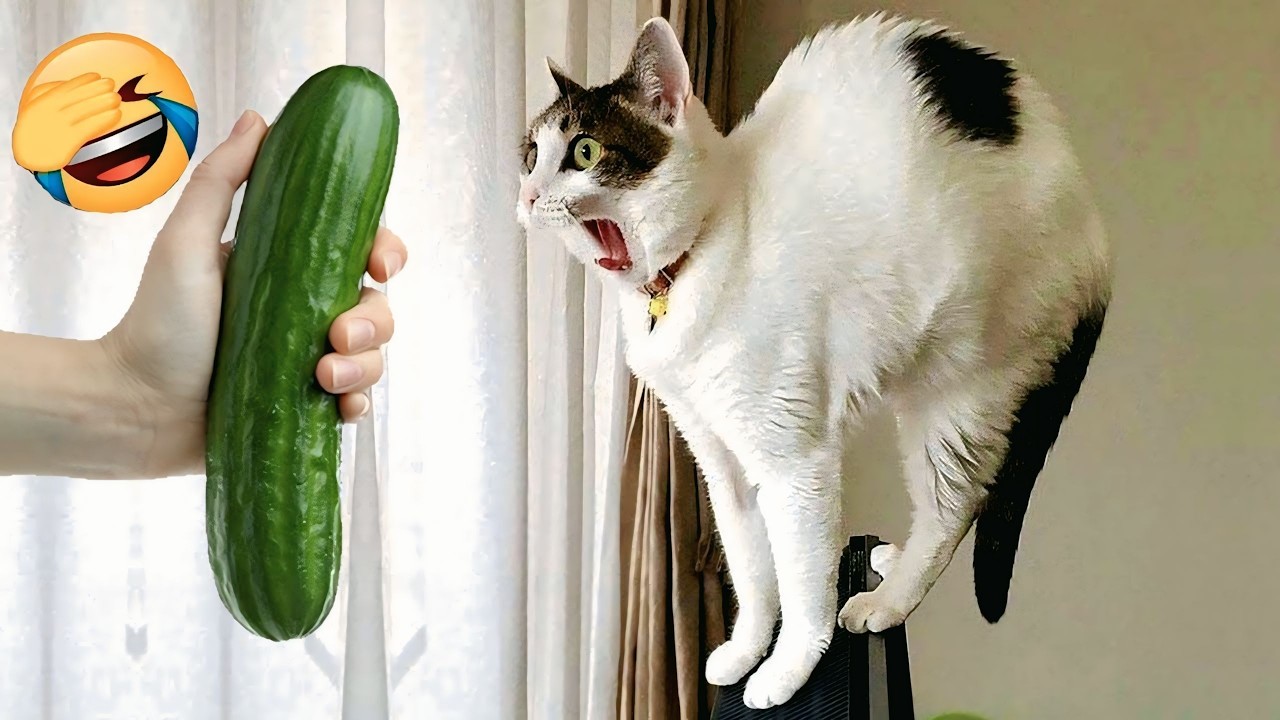 You Laugh You Lose 😂 Funniest Cats and Dogs 2026 #funnycats #funnydogs