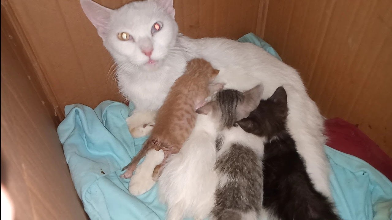 Weak Orphan Kitten Struggling for Mother’s Milk While Siblings Push Him Away 💔