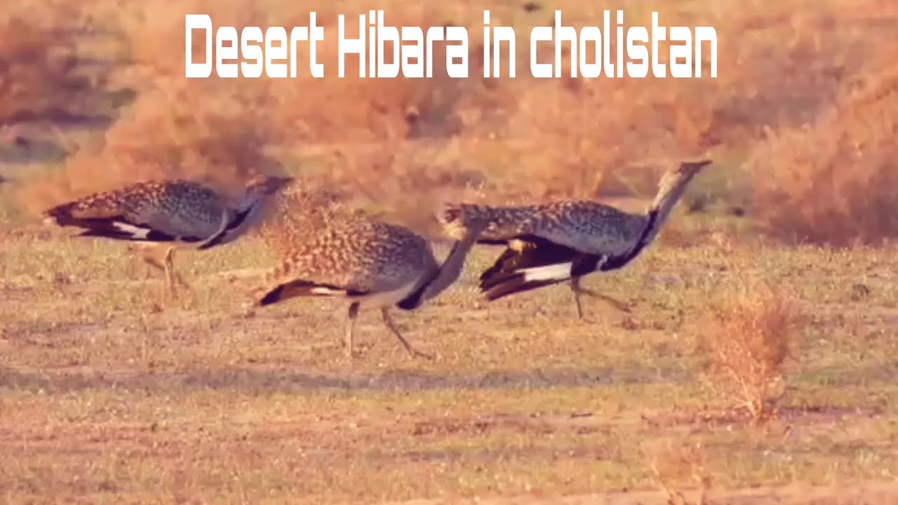 Cholistan | Tiloor | Deset Hubara | Beautiful Hubara|