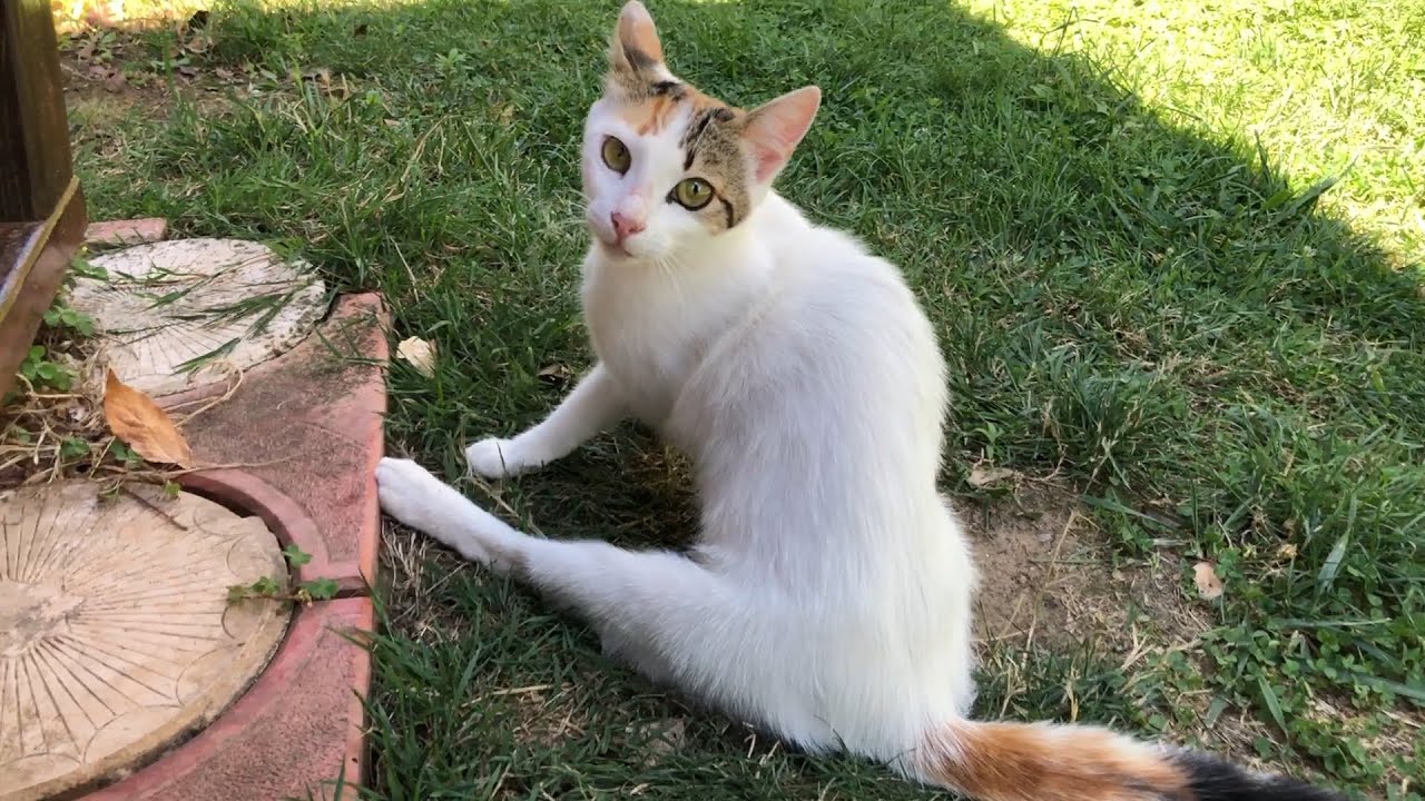 I followed this limping mother cat and found her whole family in the bushes!!