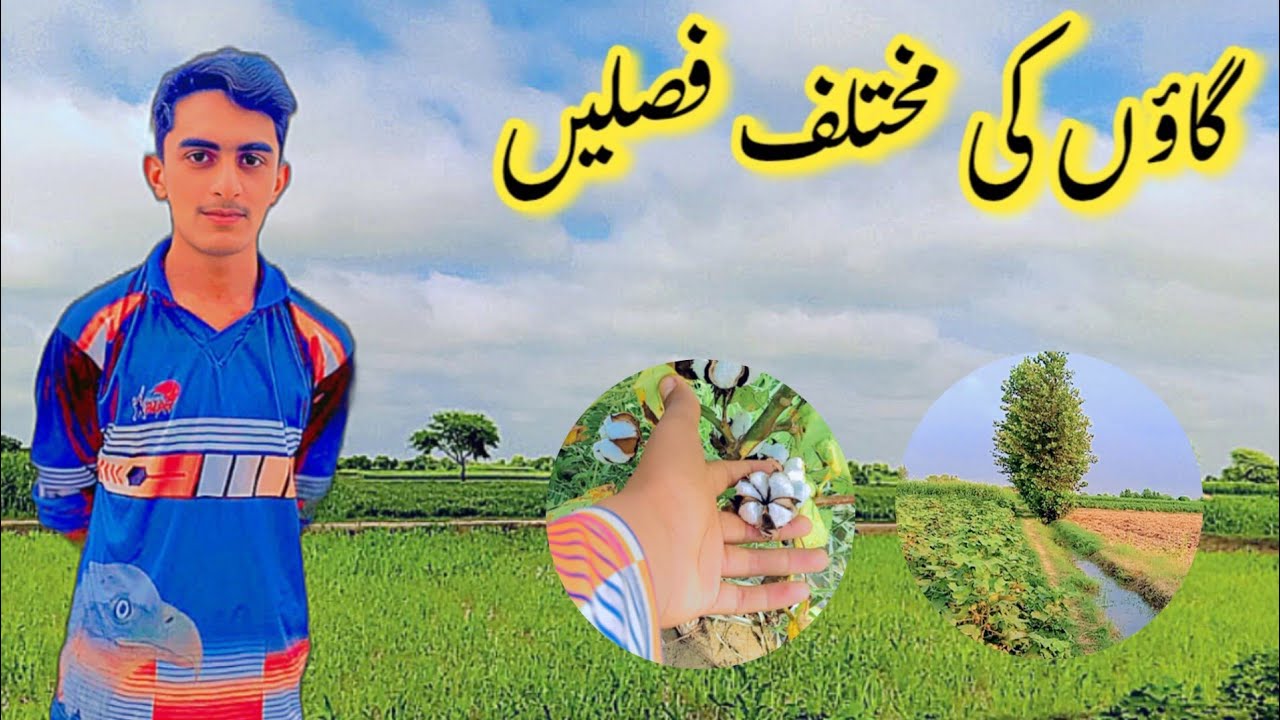 Gaon Ki Faslain Aur Apna Ghar 🌾🏡 | Desi Vlog