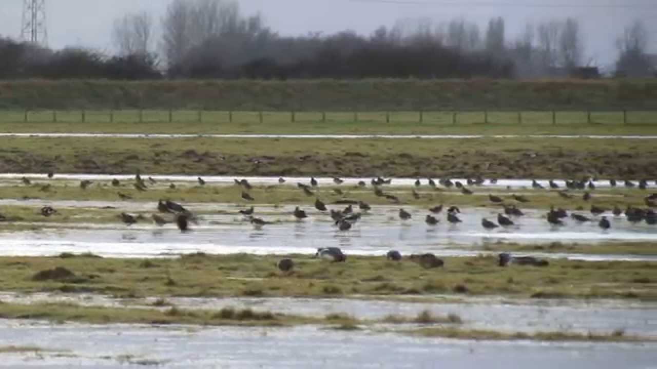 Waders and wildfowl at RSPB Frampton Marsh