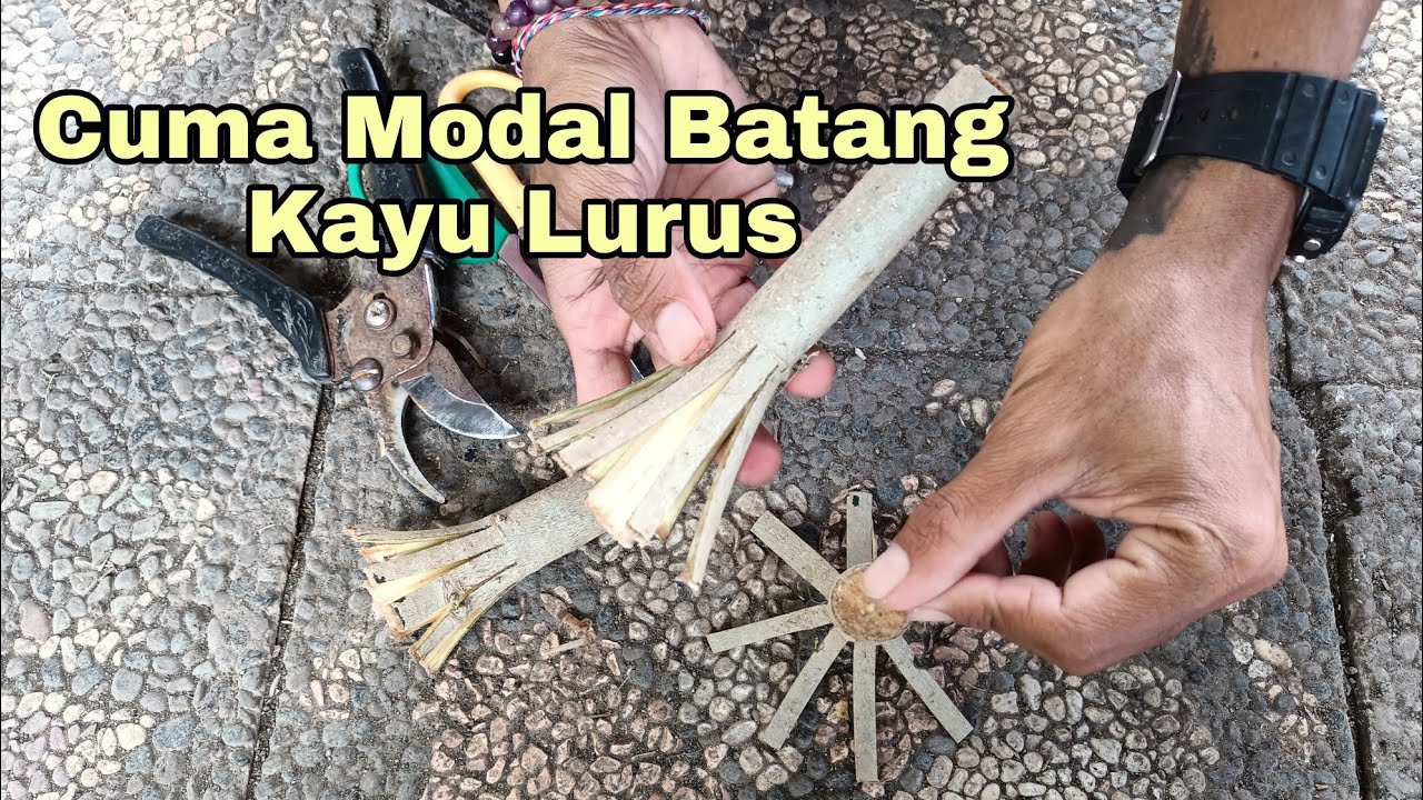Cara mudah program akar waru dengan stek batang lurus
