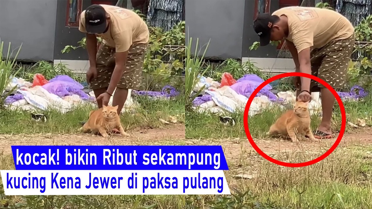 ini DIJAMIN Ngakak! bikin ribut 1 kampung, kucing di Jewer sambil di Paksa pulang/Kompilasi kucing