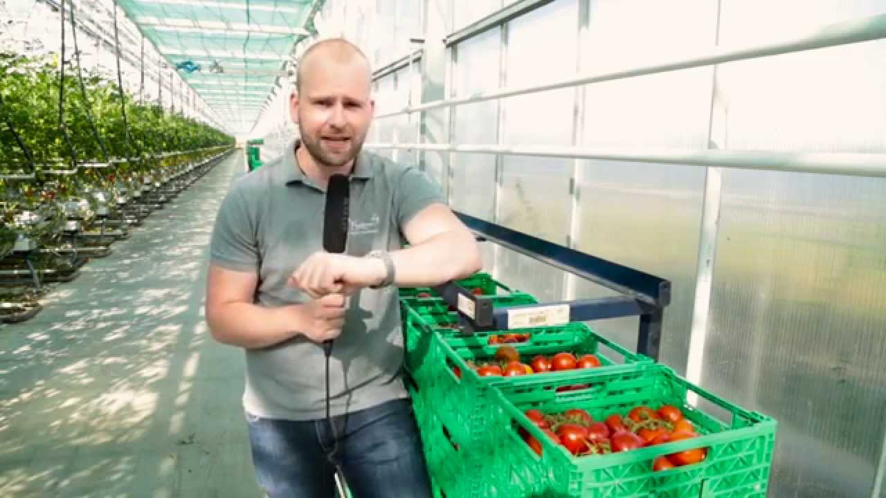Tomaten-Verpackung | Sommertour 2015: Folge 27 | 2.8.2015