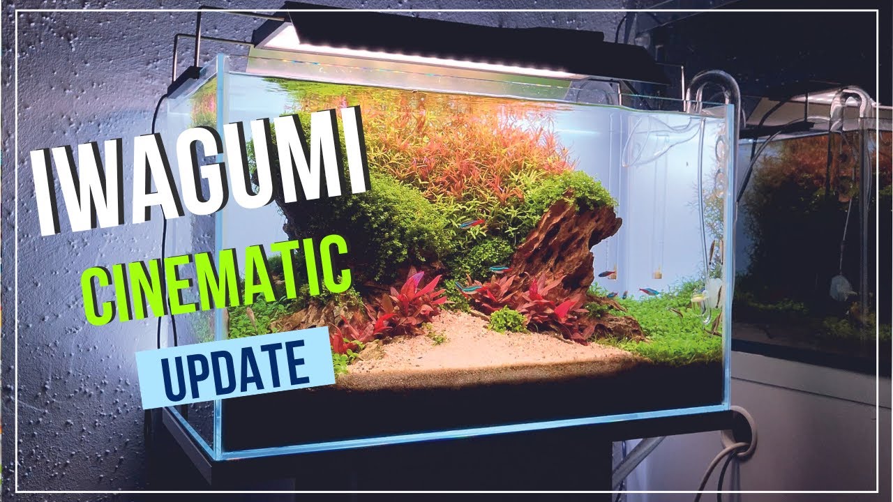 Cinematic update of 60p iwagumi