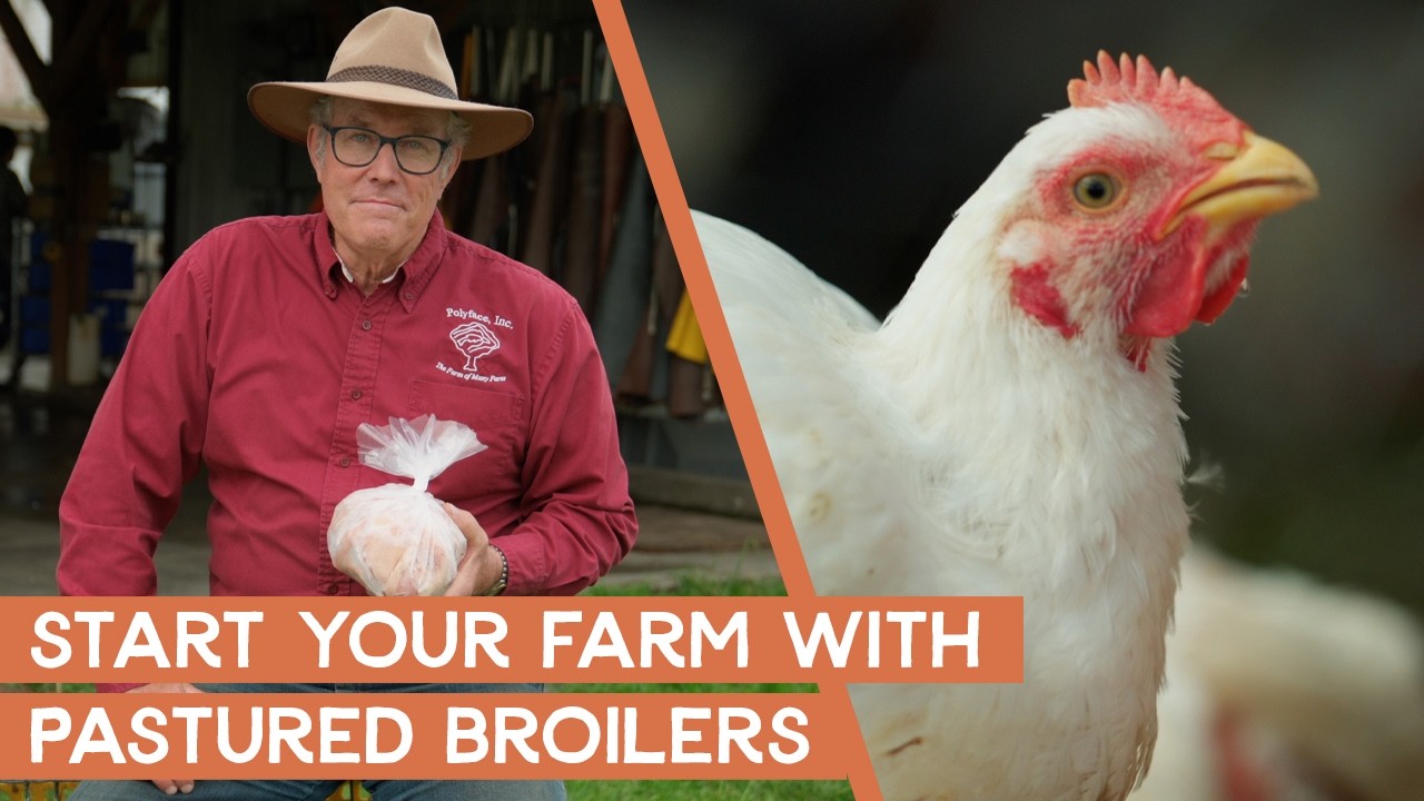 Why the pastured broiler is a great way to start out your farm | Joel Salatin