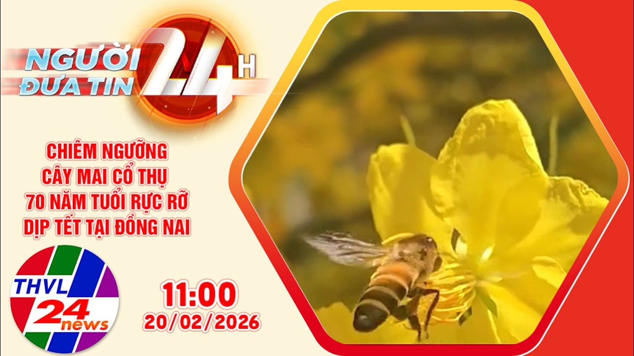 Người đưa tin 24H (11h ngày 20/02/2026) – Cây mai cổ thụ 70 năm tuổi rực rỡ dịp Tết tại Đồng Nai
