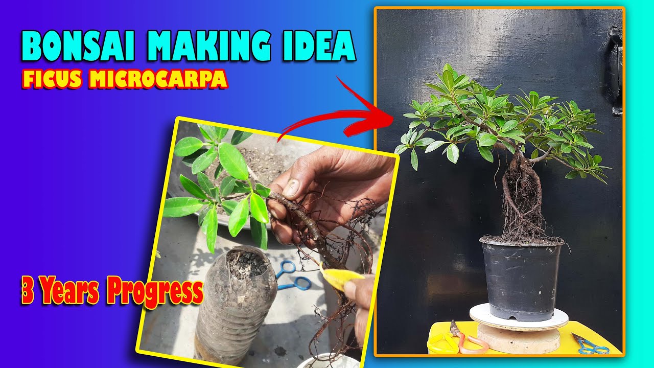 शुरुआती लोगों के लिए - BONSAI Making Idea for Beginners, Be the Creator, Aug'22