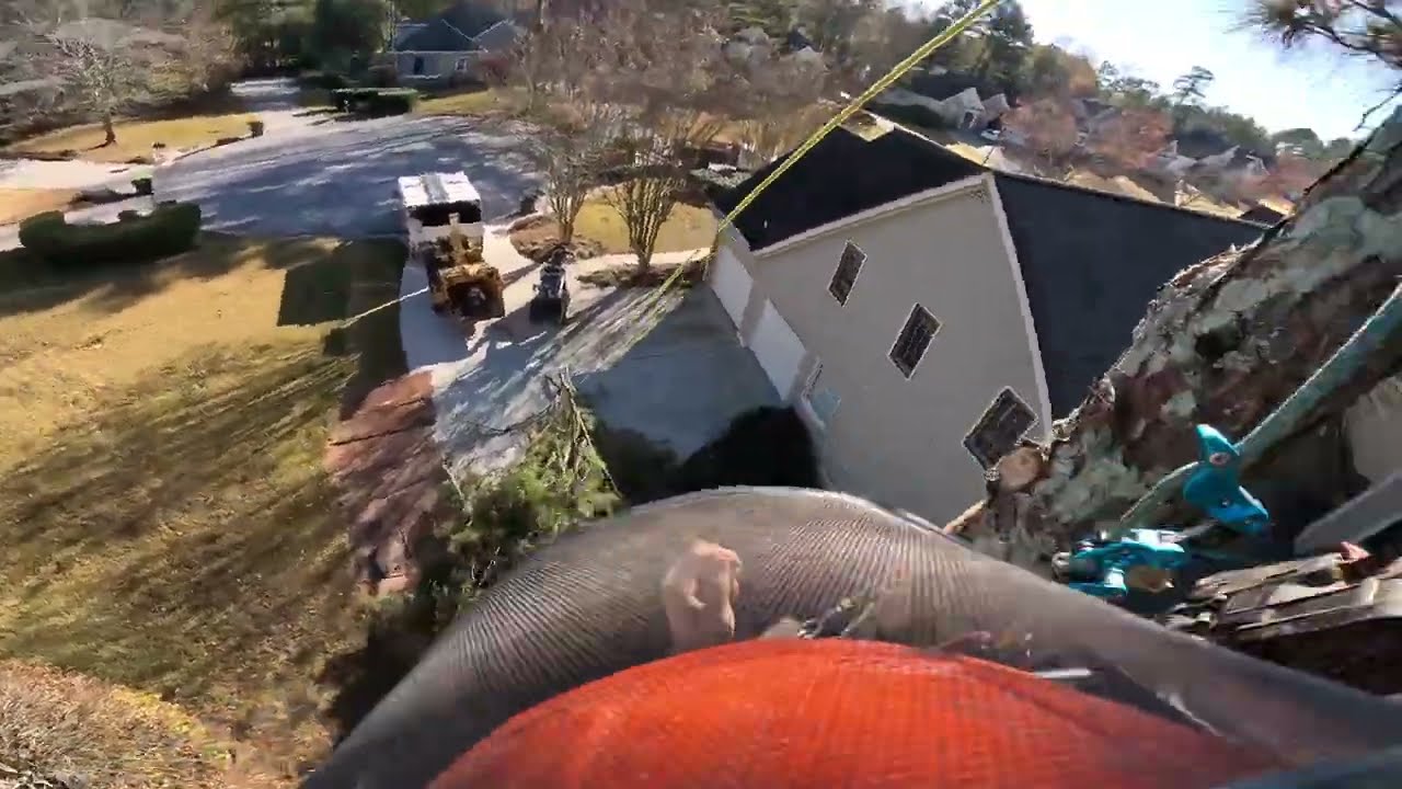 REMOVING 1 PINE TREE AND 2 LELAND CYPRESS TREES