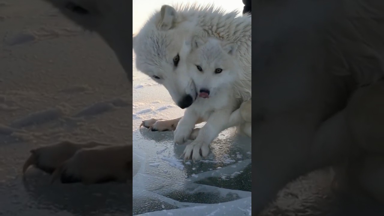 Rescuing a Wolf Mom Stuck Beneath The Ice 🐺❄️ #viral #shorts