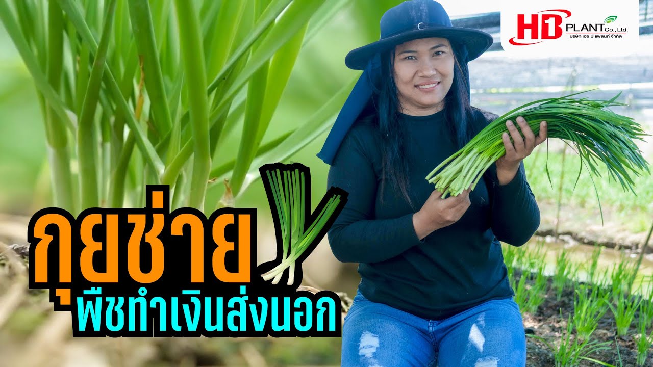 กุยช่าย พืชทำเงินส่งนอก