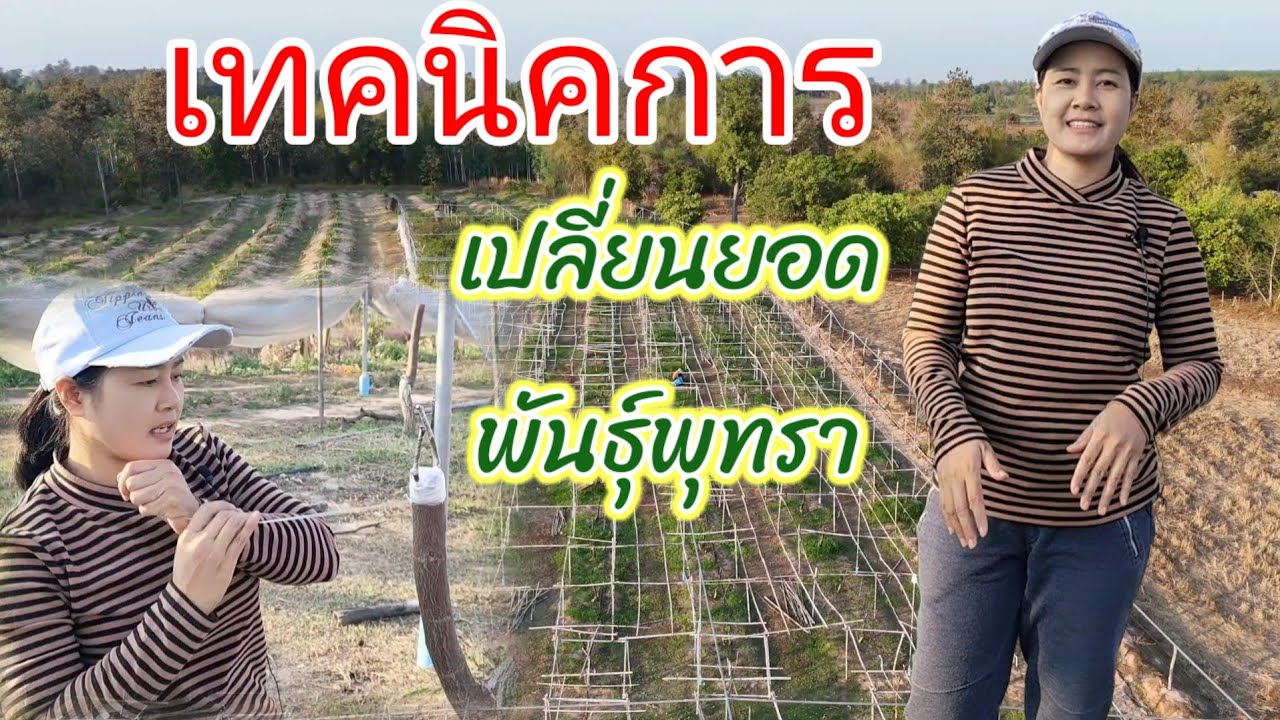 เทคนิคการเปลี่ยนพันธุ์พุทรา  ง่ายๆ ได้ประโยชน์  0815619978