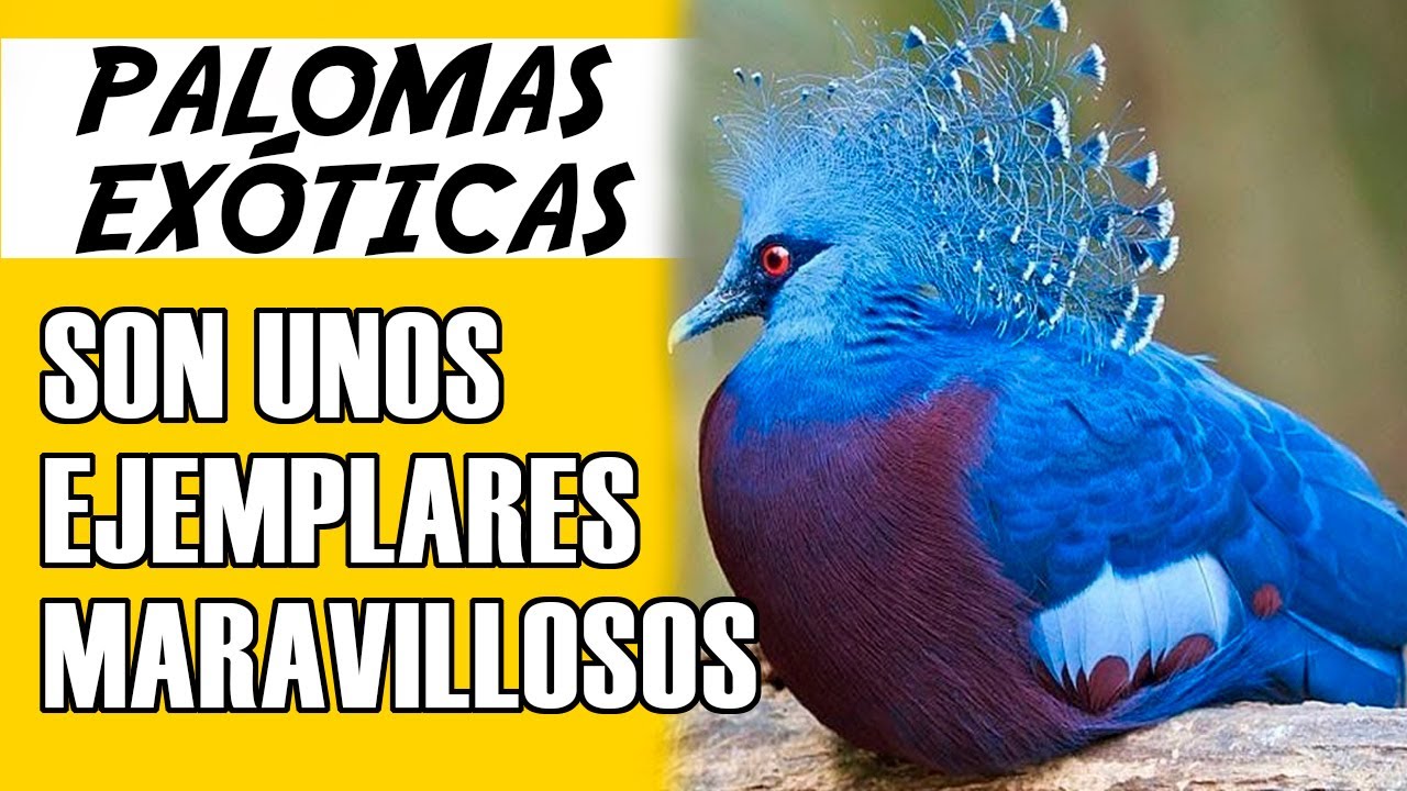 7 Palomas Ex&oacute;ticas Mas Extra&ntilde;as Del Mundo