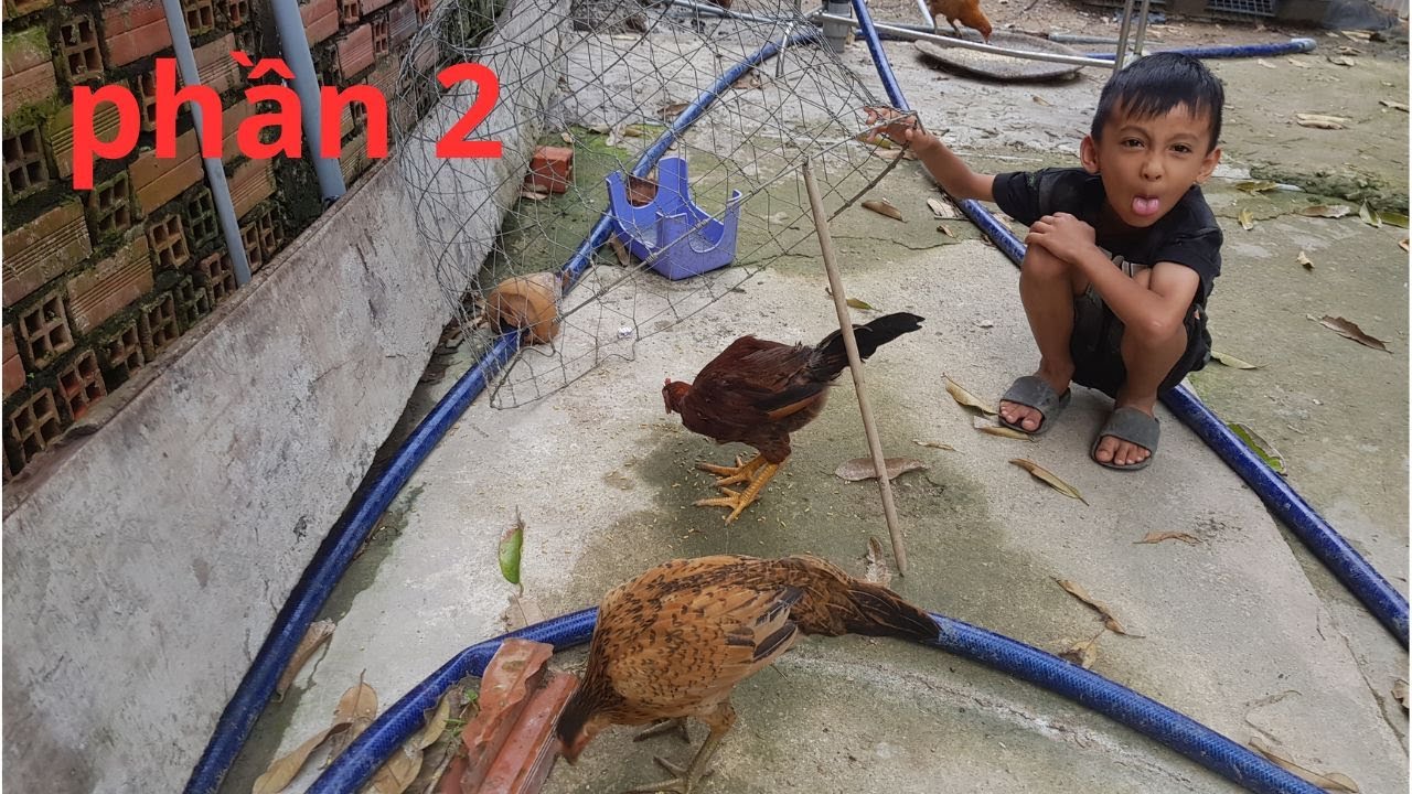 Thiên Sơn TV | Bé đặt bẫy bắt con gà mái dữ phần 2 – Cái kết khó tin luôn 😳🐔