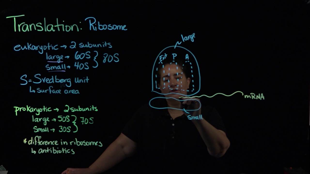 Translation-ribosome