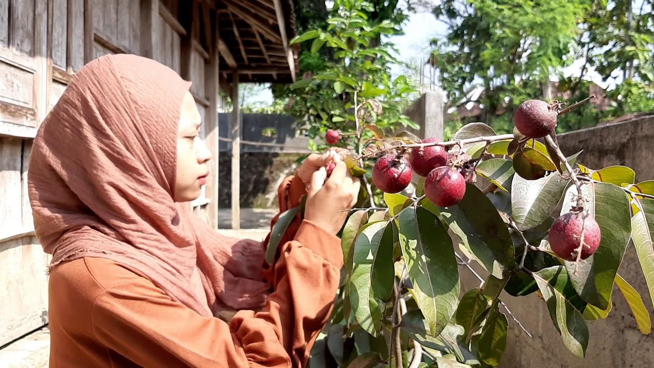 Kelengkeng Merah (Red Longan) Sudah Berbuah. Nasi Goreng, Bakwan & Jus Stroberi Untuk Makan Bersama