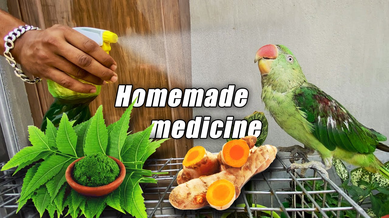 How to make Herbal medicine for bird Bathing ( Bird care & treatment )