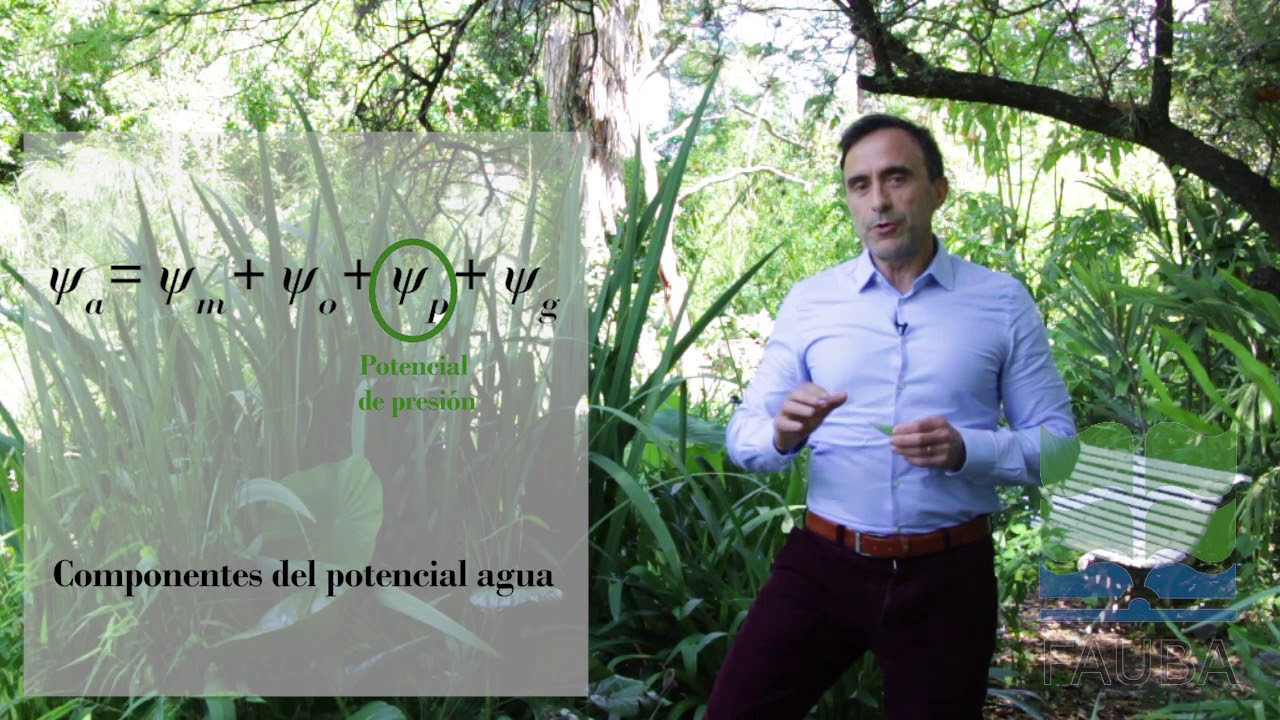 Cómo definir el estado hídrico de una planta
