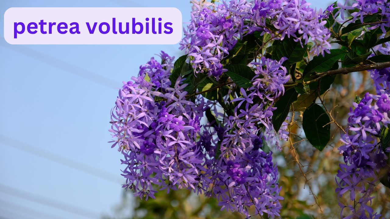 Ultimate Guide to Stunning Petrea Volubilis: Care Tips, Pruning Techniques & More | malicreations726