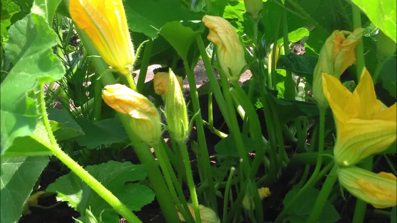 Bio Ölkürbisanbau in Niederbayern