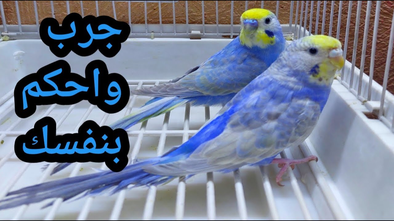 جرب واحكم بنفسك