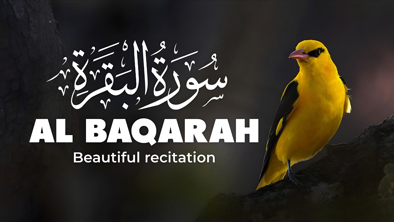 Surah Al-Baqarah Full Recitation | Beautiful Quran Tilawat With Urdu Translation | Heart Touching